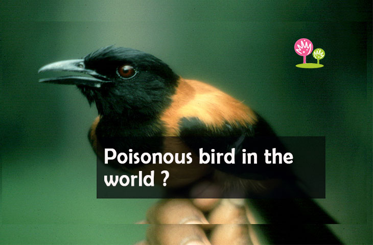 Poisonous bird in the world ? - Edu Seed